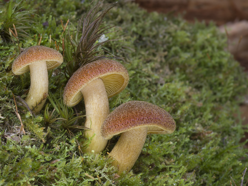 Tricholomopsis decora